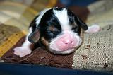 CAVALIER KING CHARLES 785